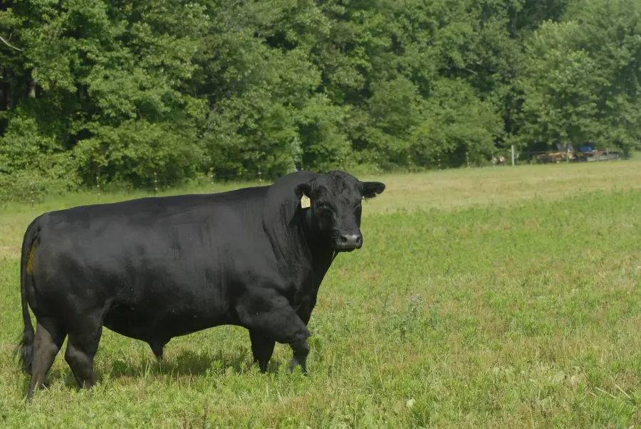 Merada siyah Angus boğası