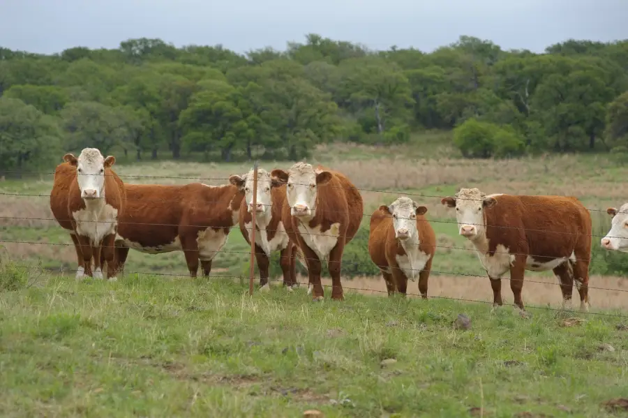 Çit arkasında Hereford düveler