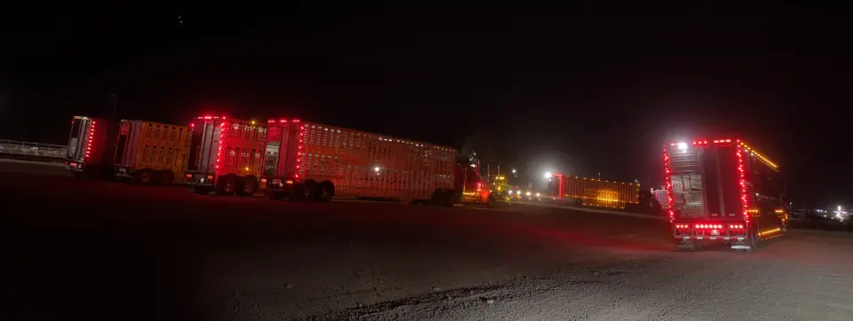 Gece sıraya girmiş hayvan taşıma araçları